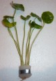 Hydrocotyle verticillata - 3.90€
